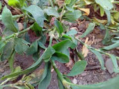 Stictopleurus abutilon