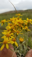 Packera tridenticulata