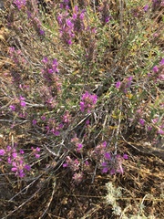 Thymbra spicata