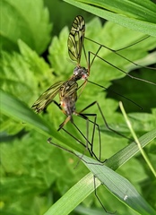 Tipula varipennis