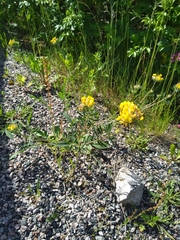 Anthyllis vulneraria