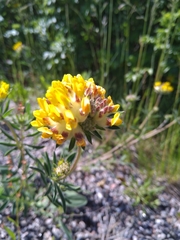 Anthyllis vulneraria