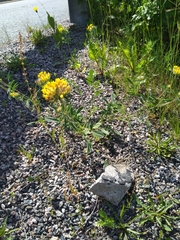 Anthyllis vulneraria