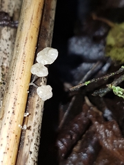 Marasmiellus bonii