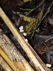 Marasmiellus bonii