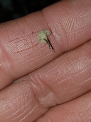 Marasmiellus bonii