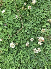 Trifolium repens