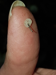 Marasmiellus bonii