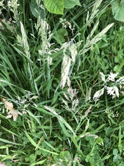 Trifolium repens