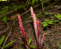 Corallorhiza maculata