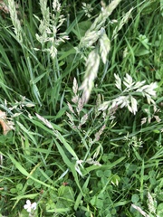 Trifolium repens