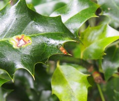 Minettia inusta