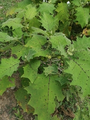 Solanum lasiocarpum