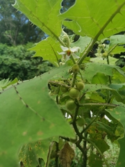 Solanum lasiocarpum