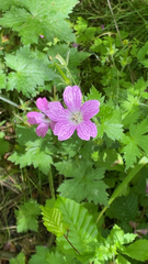 Geranium sylvaticum