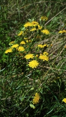 Crepis capillaris