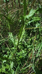 Crepis capillaris