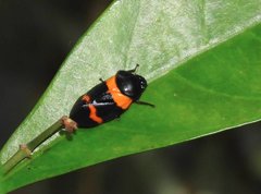 Cosmoscarta abdominalis