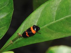 Cosmoscarta abdominalis