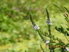 Veronica anagallis-aquatica lysimachioides