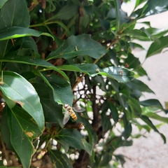 Episyrphus balteatus