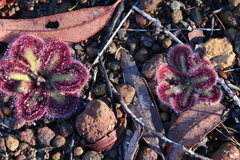 Drosera squamosa