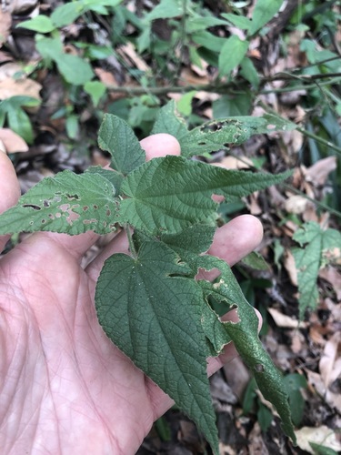 Abutilon oxycarpum (Abutilon oxycarpum)