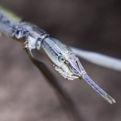 Parabacillus coloradus