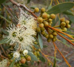 Eucalyptus diversifolia