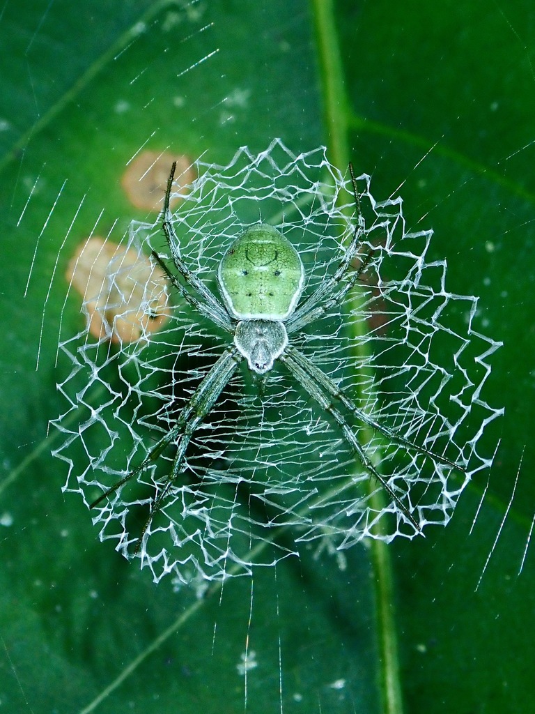Green Argiope