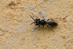 Pemphredonina