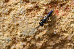 Pemphredonina