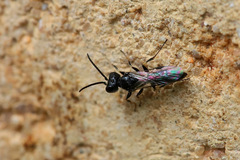 Pemphredonina