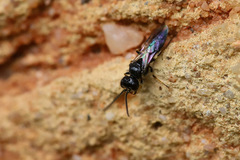 Pemphredonina