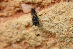 Pemphredonina