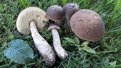 Leccinellum pseudoscabrum