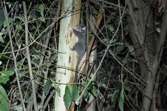 Leadbeater's Possum photo 5