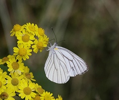 Pieris erutae