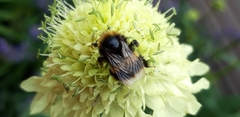 Bombus terrestris