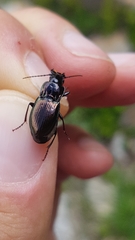 Pterostichus burmeisteri