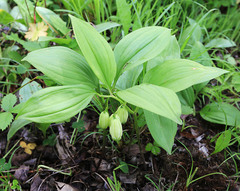 Polygonatum acuminatifolium