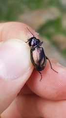 Pterostichus burmeisteri