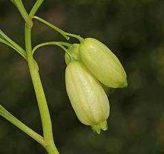 Polygonatum acuminatifolium