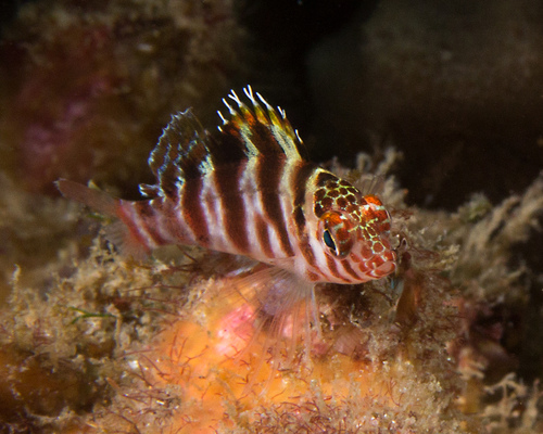 Blotched hawkfish (Cirrhitichthys aprinus) — Cirrhitidae — 2