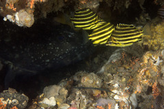 Epinephelus daemelii