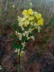 Erysimum flavum