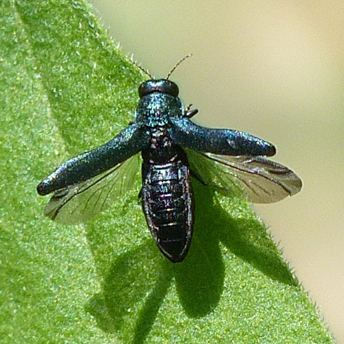 Agrilus cyanescens, photo 4 of 10