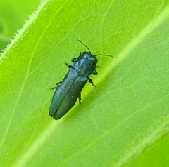 Agrilus cyanescens