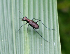 Odontocheila chrysis