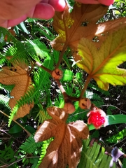 Rubus reflexus
